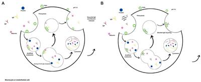 FcRN receptor antagonists in the management of myasthenia gravis